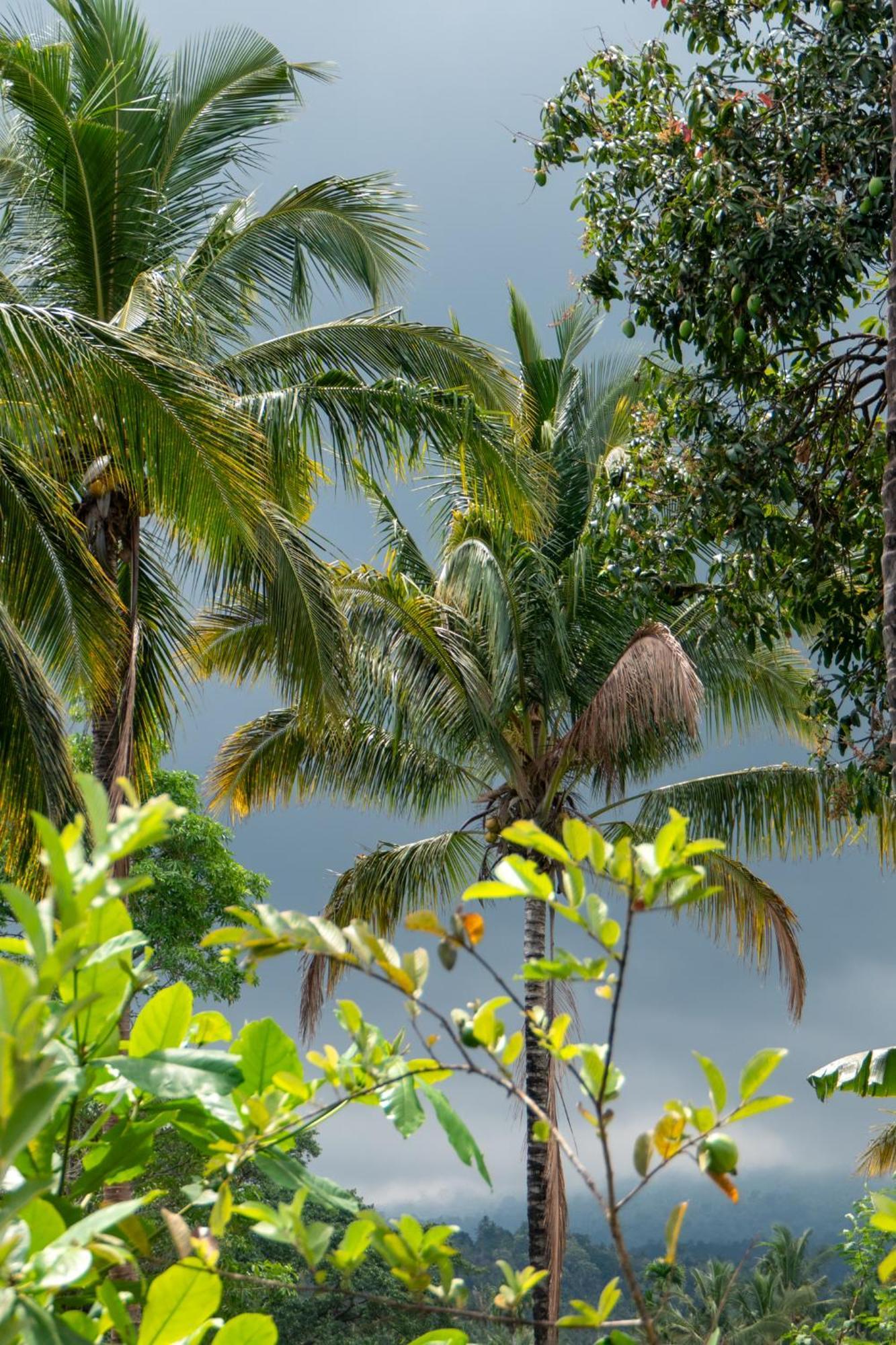 Rinjani Eco Villa Senaru Bayan Ngoại thất bức ảnh